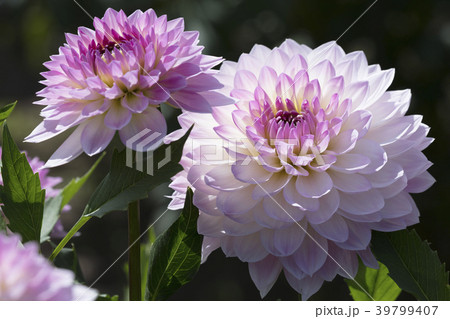 ダリアの花 ダリアの花 39799407