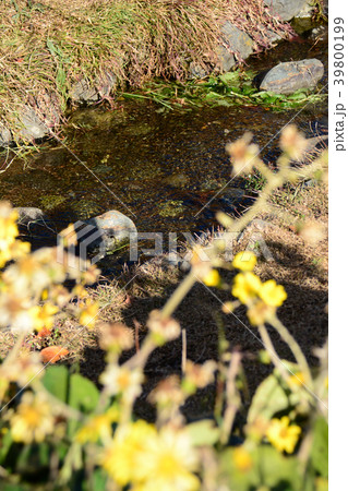 今泉あらい湧水公園 神奈川県秦野市 今泉あらい湧水公園 神奈川県秦野市 39800199