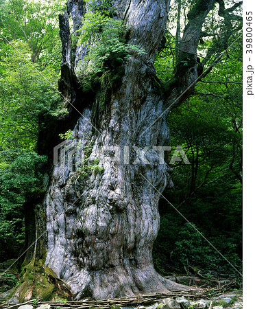 縄文杉 縄文杉 39800465