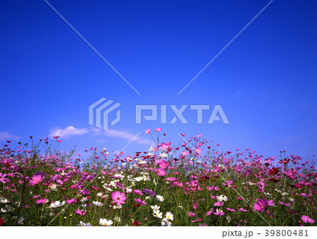 コスモスと青空 39800481