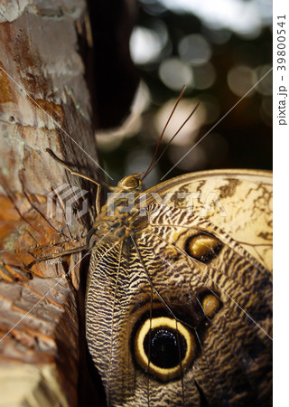 Butterfly Caligo memnon sitting on a tree trunk Butterfly Caligo memnon sitting on a tree trunk 39800541