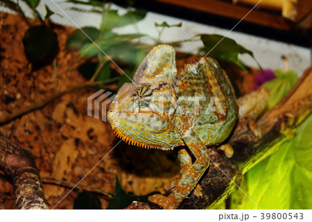 veiled chameleon in the terrarium in profile veiled chameleon in the terrarium in profile 39800543