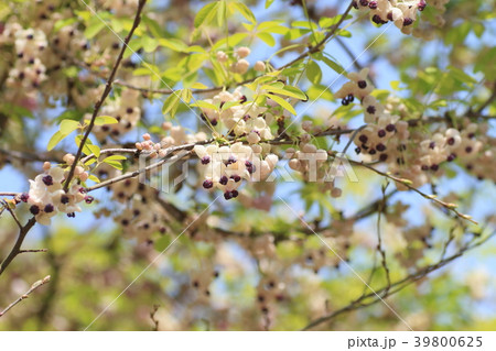 春の公園 アケビの花 春の公園 アケビの花 39800625