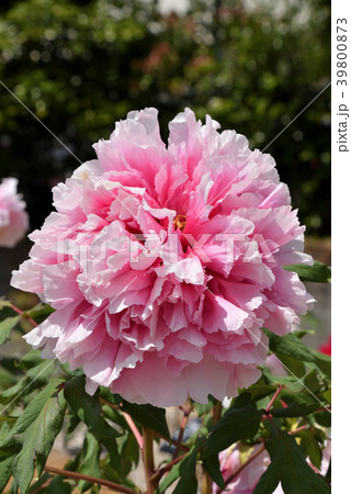 ボタン（聖代） 39800873