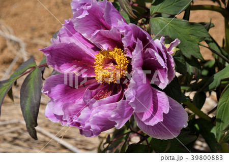 ボタン（笑獅子） 39800883