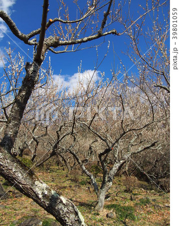 筑波梅林 筑波梅林 39801059