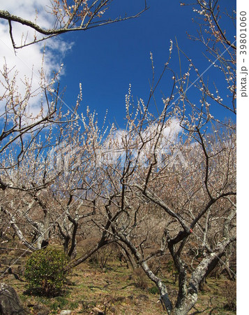 筑波梅林 39801060