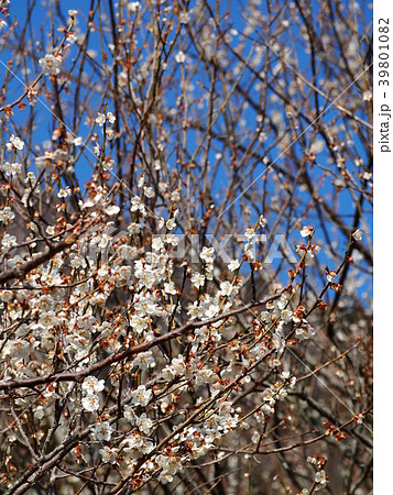 筑波梅林 筑波梅林 39801082