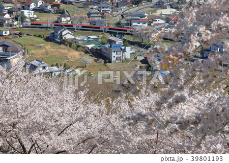 新倉山浅間公園から見る桜と成田エクスプレス 39801193