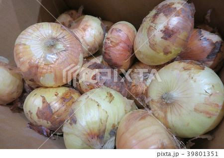 新玉ねぎ 39801351