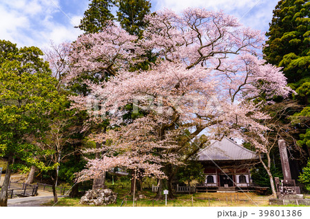 (静岡県)妙法華寺(みょうほっけじ)の一本桜 (静岡県)妙法華寺(みょうほっけじ)の一本桜 39801386