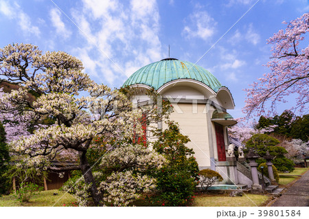 （静岡県三島市）妙法華寺（みょうほっけじ）境内　桜の季節 39801584