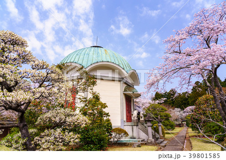 （静岡県三島市）妙法華寺（みょうほっけじ）境内　桜の季節 39801585