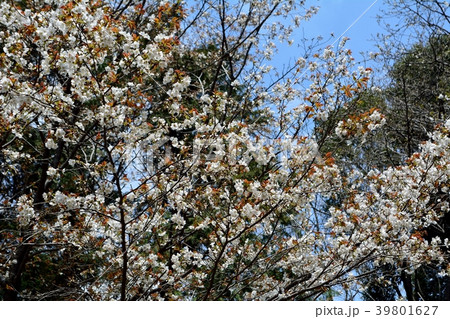 山桜の花が咲く 山桜の花が咲く 39801627
