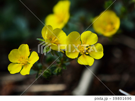 ヘビイチゴの可愛い黄色の花 39801696