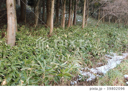 くまざさ 39802096