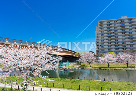 旧中川の桜 39802223