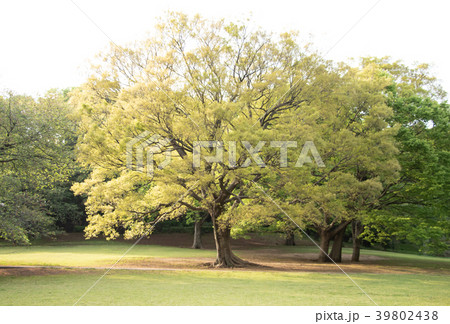 春の樹木 39802438