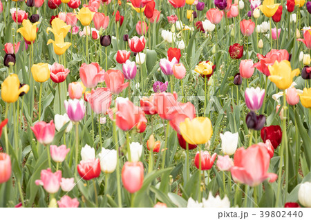 チューリップ畑 39802440