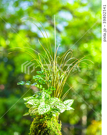 苔玉 苔玉 39802541