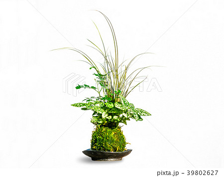 苔玉 苔玉 39802627