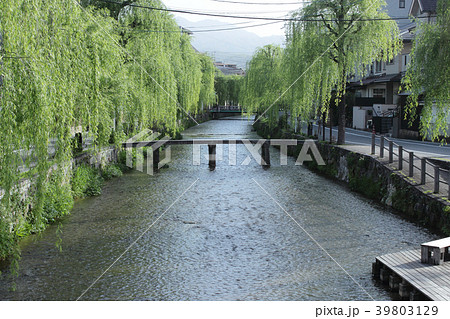 京都 白川 柳並木と一本橋の写真素材