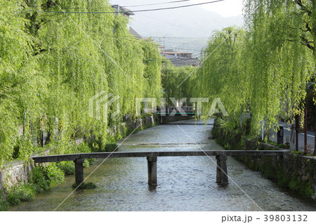京都　白川　柳並木 39803132