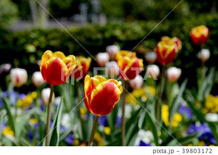 チューリップ チューリップ 39803172