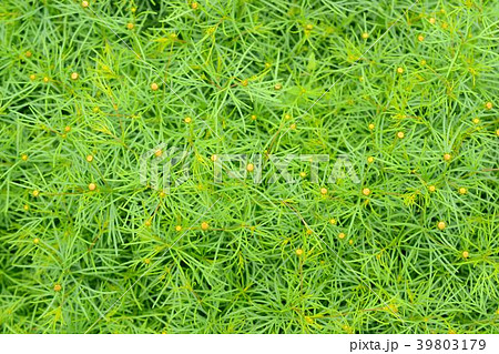 イトバハルシャギク イトバハルシャギク 39803179