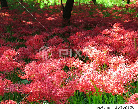 曼珠沙華が咲き誇る9月の巾着田 39803306