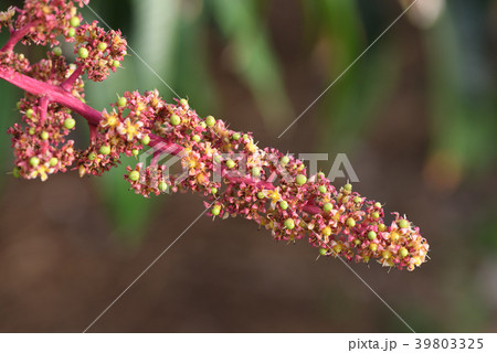 マンゴーの花のクローズアップ 39803325