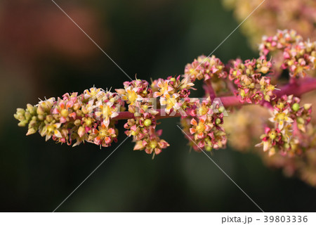 マンゴーの花のクローズアップ 39803336