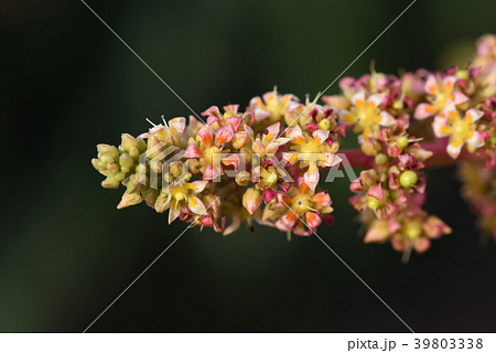 Mango tree flowering in bloom close up Stock Photo