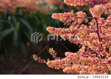 ビニルハウス内で咲いたマンゴーの花の写真素材