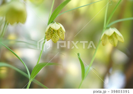 バイモユリ 39803391