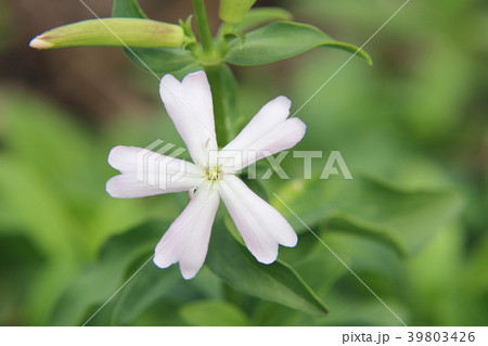 ソープワートの花 39803426