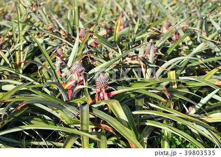 パイナップル畑 39803535