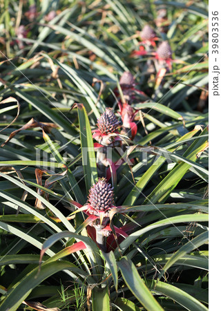 パイナップル畑 39803536