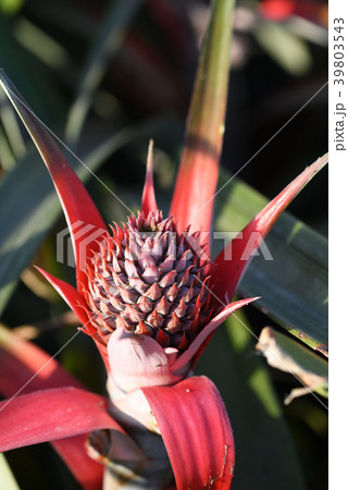 成りはじめたパイナップルの小さい果実 39803543