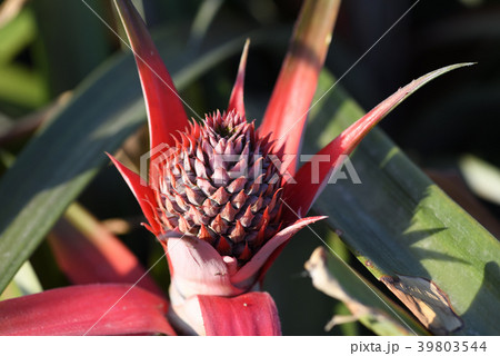 成りはじめたパイナップルの小さい果実 39803544