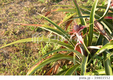 パイナップル畑 パイナップル畑 39803552