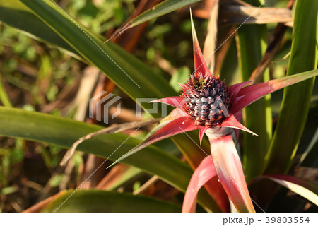 成りはじめたパイナップルの小さい果実 39803554
