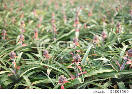 パイナップル畑 パイナップル畑 39803560