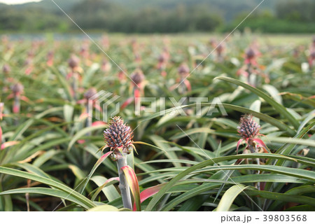 パイナップル畑 39803568