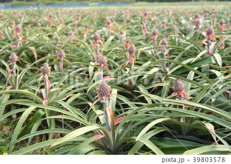 パイナップル畑 39803578