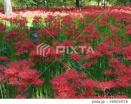 曼珠沙華が咲き誇る9月の巾着田 39803658