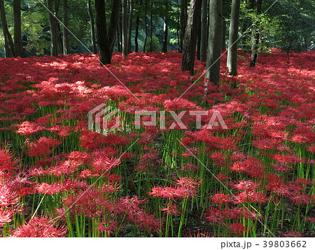曼珠沙華が咲き誇る9月の巾着田 39803662