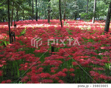 曼珠沙華が咲き誇る9月の巾着田 39803665