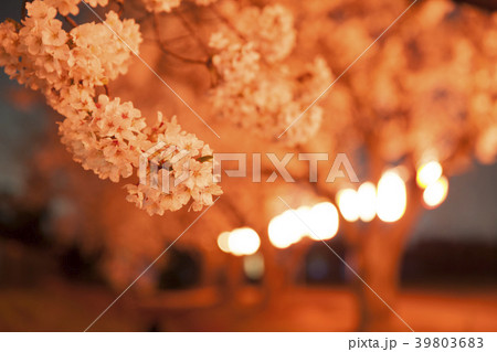 夜桜 夜桜 39803683