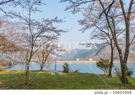 桜咲く奥多摩湖 39803908
